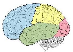Brain Areas