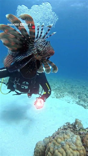 Lionfish Selfie...