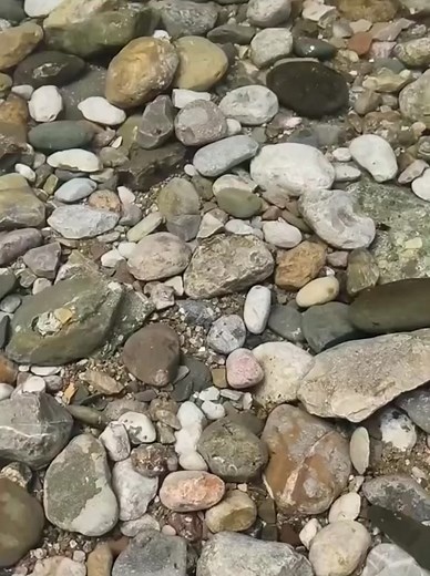 #frog#frogs#frogsoftiktok#froggies#phrog#animals#animalsoftiktok#monkeyfrog#frogspawn#spawn#pet#petfrog#amphibians#reptile#bug#bugs#froggy#frogsontiktok#dumpy#dumpytreefrog#dumpytreefrogs#frogsoundchallange#frogsong#exoticpets #toad#toads#toadsoftiktok#tadpoles#frogeggs#budgettsfrog#pacmanfrog#rainfrog#milkfrog#pixiefrog#bullfrog#bullfrogs#glassfrog#greenfrog#hornedfrog#ribbit#creek#water#stream#river#lake#pond#bog#nature#africanbullfrog#africanbullfrogs#HausLabsFoundation #halloween#fall#autumn