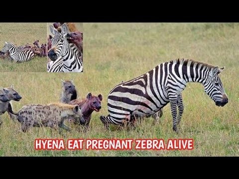 Wildlife encounter ! Hyenas eating zebra ! Deadly wildlife showdown