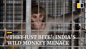 India’s ‘monkey menace’: thousands of wild animals bite residents, eat crops in city of Shimla