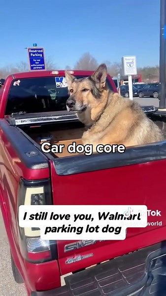 Dogs in the car 🤭 which is your favorite #doglife #funny #dogcore #funnydog #animalsoftiktok