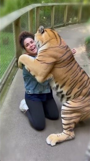 She Meets the Tiger She Cared for as a Cub 💖