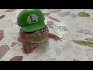 Play with my little fat Budgett's frog compilation 05