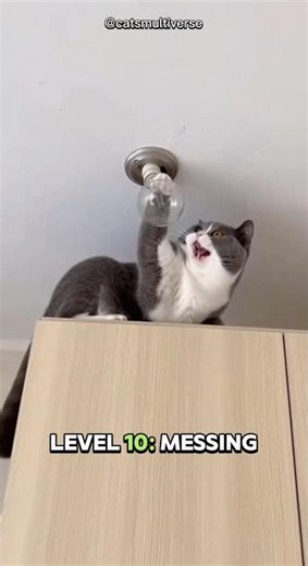 Cats Gone Wild: Level 1–10 Curiosity Chaos 😳