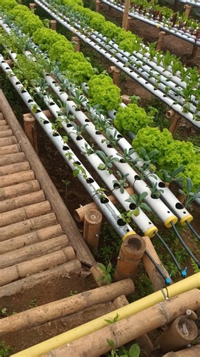 sistema acuaponico circular ♻️🌧️💚