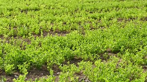 green lentil plantation, lentil plant cultivated in the field, lentil cultivation,