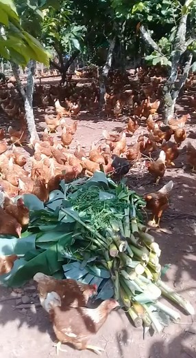 como es el cuido de las gallinas ponedoras | Granja Gallinas Felices