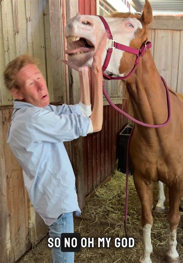 Understanding Horse Care and Common Problems