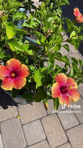 Hibiscus Flower Gardening Tips and Ideas
