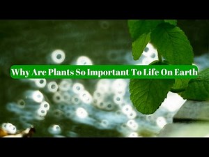 Why Are Plants So Important To Life On Earth