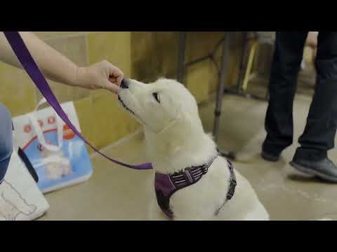 Dog Training - Bring your dog anywhere - Outdoor Adventure