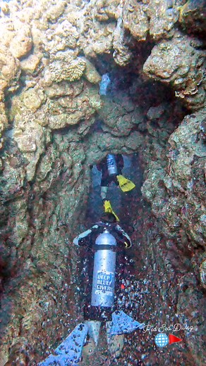 Epic dive at *The Bells* — one of Dahab’s most iconic dive sites! Start with a vertical drop and glide along the breathtaking wall covered in vibrant corals and marine life. Join our daily dives and explore the magic of the Red Sea. #TheBells #Dahab #redseadiving #ScubaAdventure #UnderwaterBeauty #scubadiving | Red Sea Diving