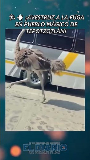 🏃‍♂️💨 ¡AVESTRUZ A LA FUGA EN PUEBLO MÁGICO DE TEPOTZOTLÁN! #Tepotzotlán #VideoViral #Noticias