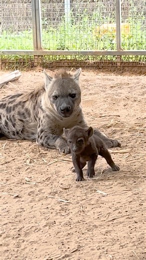 1.8M views · 76K reactions | We're THRILLED to announce the birth of Sydney’s first hyena cub. Born to first-time mother Mahali, the little bub is ready to melt your heart 李 Come see it explore its habitat throughout the day | Sydney Zoo | Facebook
