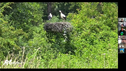 1.6K views · 29 reactions | BRING BACK BRITAIN'S LOST FROGS  Webinar, hosted by the wonderful Rewilding Britain  Please donate to the Lost Frogs Project here - https://www.gofundme.com/f/bring-back-britains-lost-frogs | Celtic Rewilding | Facebook