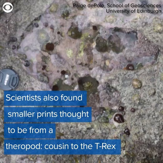 An incredible, rare find on the Scottish Isle of Skye – giant dinosaur footprints! Take a look at the dinosaur tracks. | CBS 12 News