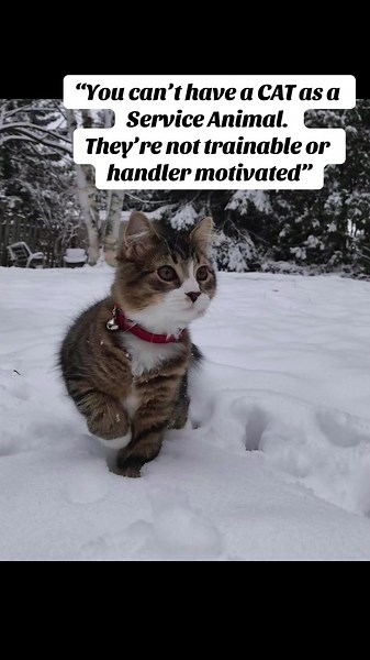 Service Cats are valid!! #cat #catsoftiktok #cats #serviceanimal #serviceanimals #serviceanimalsoftiktok #servicecat #breakingstereotypes #workingcat #training