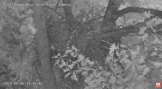 11K views · 279 reactions | We have some eagle news tonight. A good...