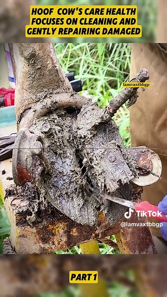 Essential Hoof Care Tips for Cows and Horses