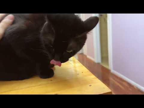 Taylor Glass Digital Weight Scale (From Costco) Review