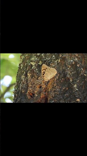 オオムラサキとスズメバチ【昆虫観察】