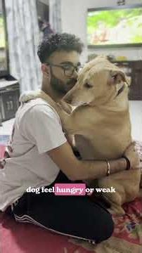 Help your dog lose weight without the hunger spikes #dogcare #healthy