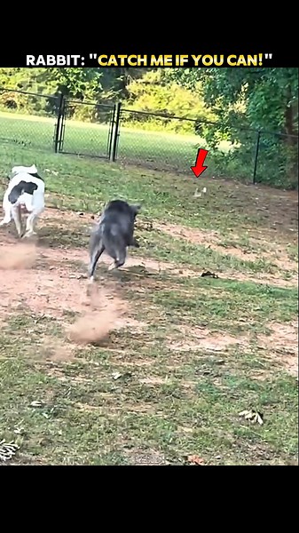The Dogs Fell Right Into the Rabbit's Trap! #trending #animals #wildlife #youtubeshorts #dog #rabbit
