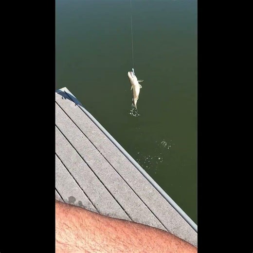 Strike King Red Eyed Shad Was Clutch Today!