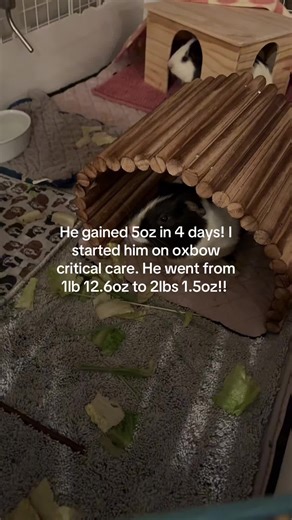 mini_piggy5 on TikTok