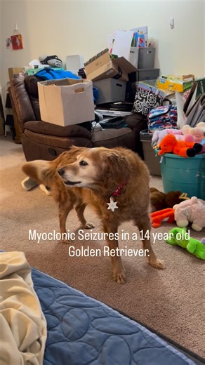 Mildred Rose (Millie) on Instagram: "The vet confirmed these are myoclonic seizures. This has been by far her longest one. She is not on meds right now as they have more adverse side effects than her current seizures. So we just monitor. Thankfully she doesn’t seem to remember having them. But this momma does! I try to remember what the vet told me and not freak out each time it happens, but it is hard. She is my baby, my best friend, and my soul dog. Please pray her seizures don’t get much wors