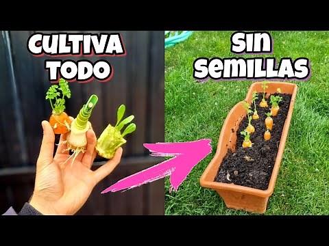 🍅 GERMINA sin SEMILLAS hortalizas y plantas del SUPERMERCADO Y mira ESTO! Huerto urbano y jardín