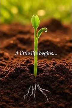 From Seed to Apple Tree in 12 Seconds 🍎🌱 (Amazing Growth!)