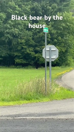 Black bear by the house