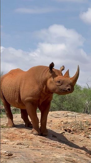 Keeping Up With Apollo - November 2025 | Sheldrick Wildlife Trust