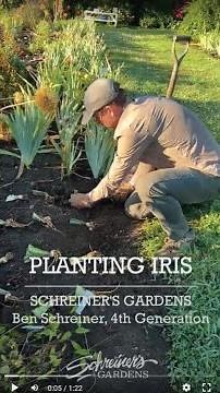 How To Plant Iris with Schreiners Gardens