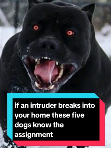 if an intruder breaks into your home these five dogs know the assignment#germanshepherd #belgianmalinois #canecorso #rottweiler #doberman #intruder #guarddog#protectivedog #dangerousdogs #dog#Dogoftiktok#Doglover#pet#petlover#petoftiktok#animal#animallover#animaloftiktok#fyp#foryoupage#foryou#usa_tiktok