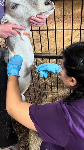 Large animal subcutaneous injection (goat) -Vet med