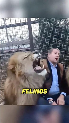 He spent all his savings to save the lions 🦁❤️