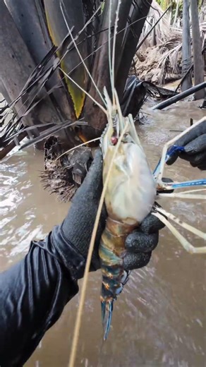 Found a huge prawn! #mientay #mientaysongnuoc #hoaioque #windnet