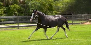 Horse Capital TV highlights the Costa Rican Saddle Horse