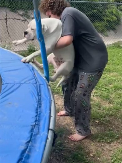 Dogs That Do Anything for Attention | Funny Perros Haciendo Payasadas