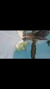 18K views · 923 reactions | Tiny turtle, big dreams… and an even bigger lettuce leaf! 塞 | Sea Turtle, Inc | Facebook