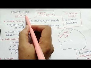 Frontal lobe Lesion- cerebral cortex
