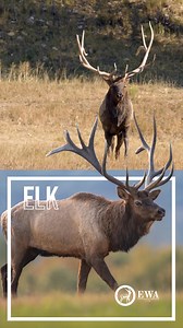 1.9K views · 44 reactions | Elk communicate through a variety of sounds, including bugling (a loud, distinctive vocalization) made by bulls to attract cows and challenge other bulls. Elk can also grunt, bark, or make clicking noises depending on the situation. #exoticwildlifeassociation #ewa #wildlifeconservation #exoticwildlife #conservation #conservationthroughcommerce #didyouknow #elk | Exotic Wildlife Association | Facebook