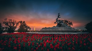 Washington DC Tulip Fields: Where to See Tulips in DC