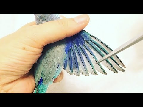 How to Clip a Small Bird's Wings