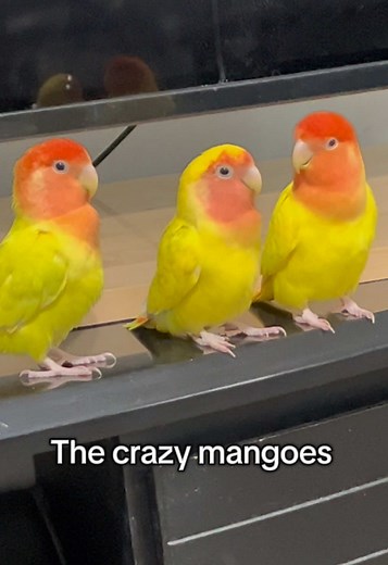 The Crazy Mangoes: A Fun Look at Ripe Mangoes