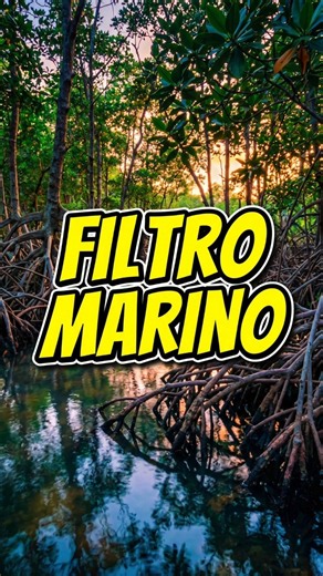 How do mangroves survive by the sea? 🌳🌊