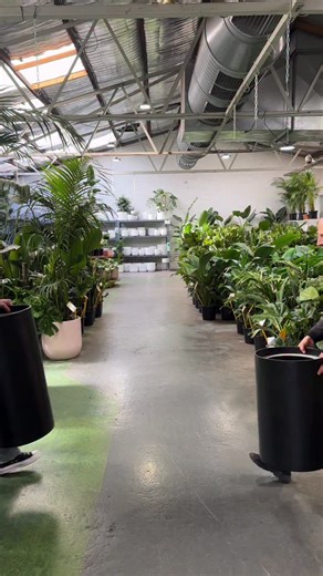 This pot plant duo is serving looks and low-effort love! Featuring our Bird of Paradise & Zanzibar Gem paired with our Cleo pots. 🪴 FOUR HUGE WAREHOUSE LOCATIONS! 📍 PRESTON – 210 Bell St 📍 SOUTH MELB – 186 York St 📍 RINGWOOD – 104 Maroondah Hwy 📍 OAKLEIGH – 40 Westminster St 3300 ⭐️⭐️⭐️⭐️⭐️ Google reviews!! Melbourne Indoor Plants Bigger | Better | Cheaper! #IndoorJungle #plant #PlantAddict #pottedplants #indoorplants #plantslovers #UrbanJungle #balconygarden #plantsofinstagram | Melbourne 